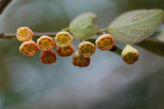 Breynia vitis-idaea